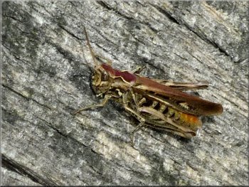 A grasshopper on the timber seat