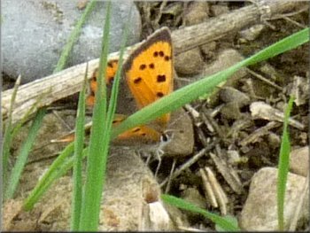 A small copper butterfly by the path