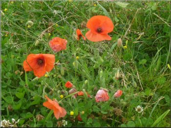 Poppies by the path