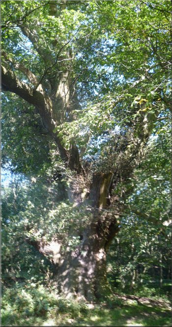 Ancient oak tree in Fiveponds Wood