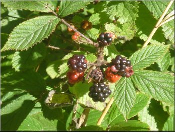 Ripening blackberries in the hedgerow