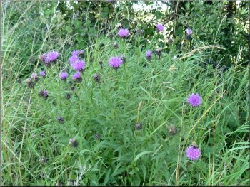 Knapweed in flower by the track