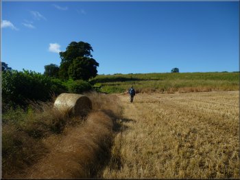 Walk along the hedgerow to the end of the field