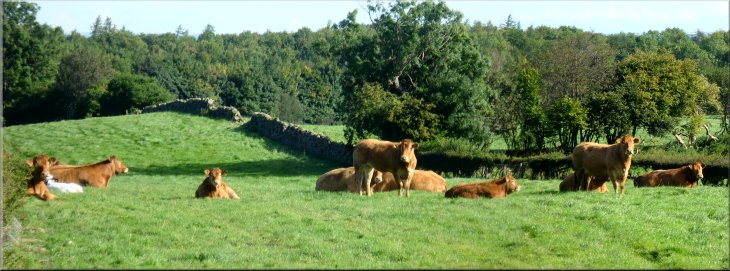 Limousin cattle by the bridleway to Ellingstring