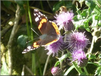 Red admiral butterfly on thistles by the path