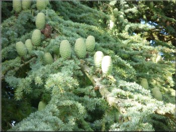 Large flat topped cones of a blue atlas cedar at the abbey