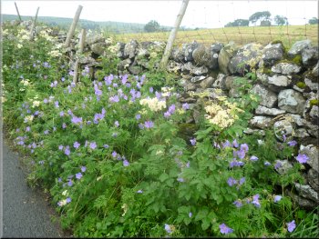 Cranesbill & meadow sweet by the road