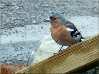 Chaffinch hoping to share our lunch