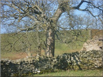 Ash tree by the ruins at Park Wall