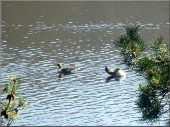 Greylag geese on the reservoir