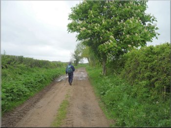 Leaving Aldwark along the lane between the fields