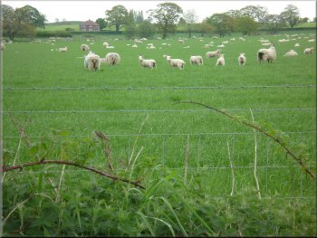 Ewes and well grown lambs in the field by the track