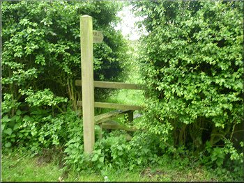 Overgrown stile through the hedge to the road