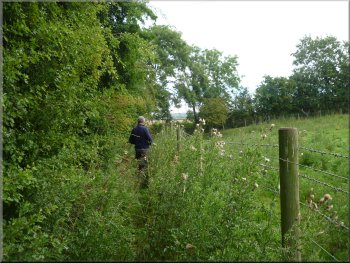 The offical public footpath on the eastern side of the hedge