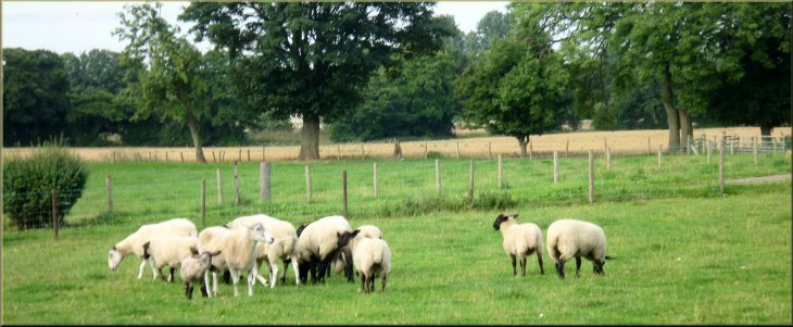 Sheep at Peep O'Day farm
