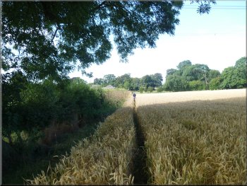 Path along the field edge to Acaster Hill farm