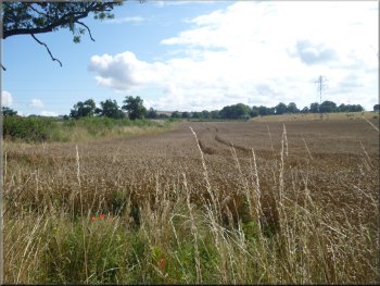 Looking back across the wheat field towards Acaster Hill