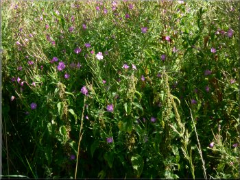 Willow herb beside the lane