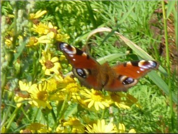 Peacock butterfly on ragwort by the path