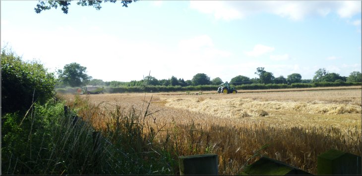 The harvest in progress in the fields by the access track