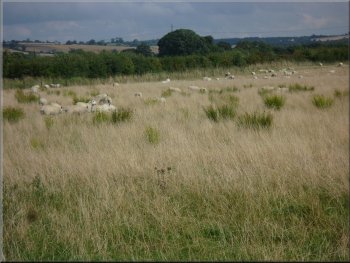 Sheep grazing the rough pasture by the path