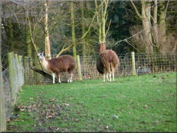 Llamas by the roadside at Kildale