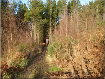 Path through Ayton Bank Wood