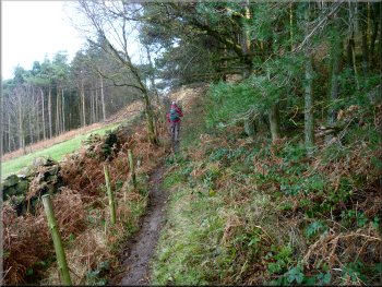 Path by the wall at the edge of Ayton Bank Wood