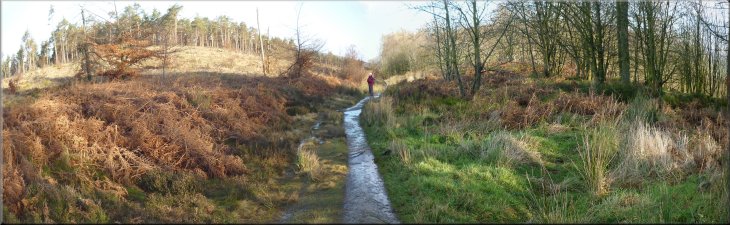 Cleveland Way path through Coate Moor Forest