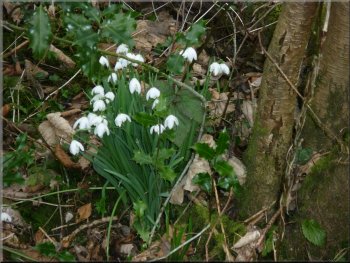 Snowdrops by the path