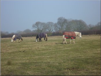 Horses at Longlands farm