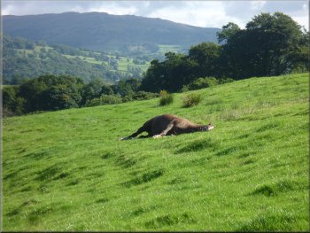 This horse was having a good roll in sunshine