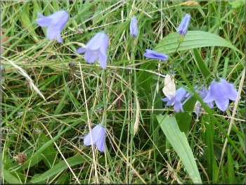 Harebells by the path  - such a delicate blue
