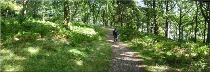 National trust permissive path through the woods to Watbarrow Point