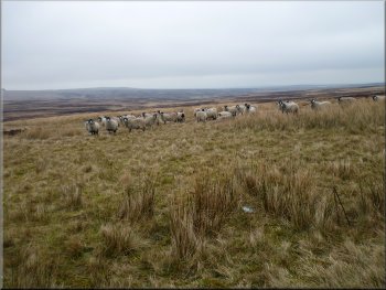 Sheep on Pock Stones Moor waiting to be fed