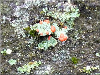 Devil's matchstick lichen with bright red caps on the branches