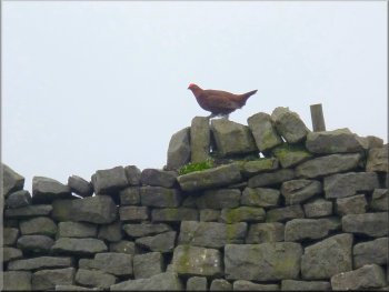 Male grouse with his red combs on a wall top by the track