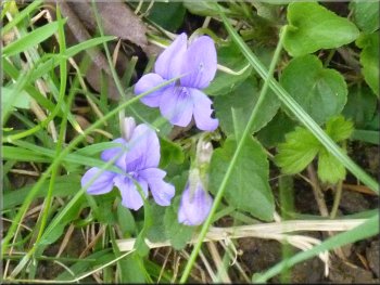 Violets by the path