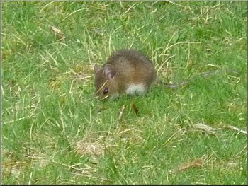 Wood mouse faraging in the grass by our seat