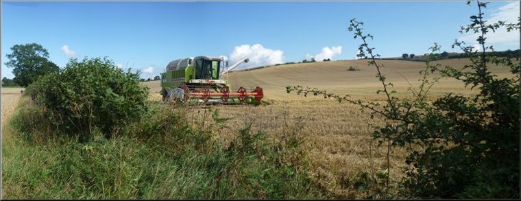 The harvest in progress in the fields north of Easingwold