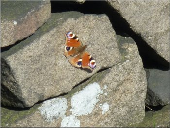 Peacock butterfly basking in the spring sunshine