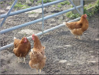 Free range poultry at Saddle End farm