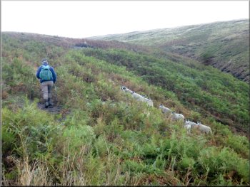 Path up the hillside above Boar Clough