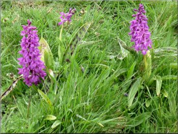 Common spotted orchids in the nature reserve