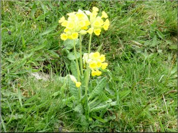 Cowslips in the nature reserve