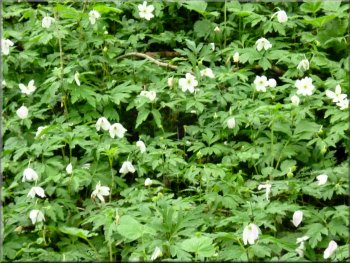 The woodland floor was covered with anemonies