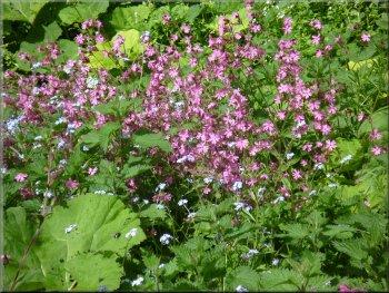 Red Campion by the path