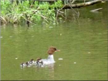 Female Goosander with her brood approaching the weir