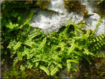 Fern & moss growing in a crack in the rocks