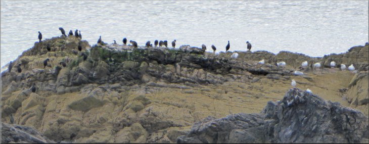 Cormorants and a few herring gulls on a rock just off-shore